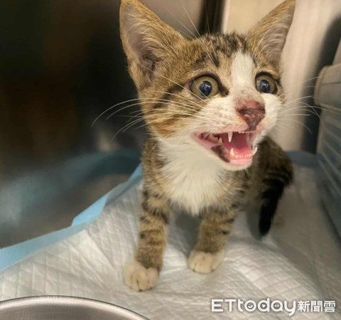 霍諾德貓咪。（圖／飼主提供）