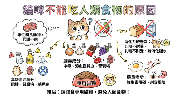 ▲▼貓咪飲食不能與人類相同。（AI協作圖／記者林緯平製作，經編輯審核）
