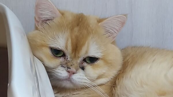 ▲寵物買賣常見疑似貓隻呼吸道感染。（圖／翻攝自新北動保處）