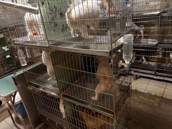 ▲籠具高度僅45公分，毛小孩無法抬頭。（圖／翻攝自新北動保處）