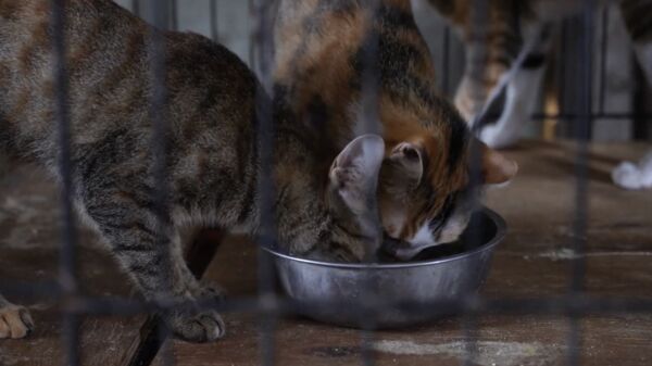 ▲▼幫助3萬浪浪撐過寒冬！台灣動物緊急救援小組集結善心「募捐年夜飯」。（圖／台灣動物緊急救援小組(ARTT)提供））