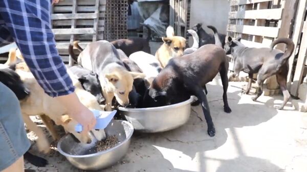 ▲▼幫助3萬浪浪撐過寒冬！台灣動物緊急救援小組集結善心「募捐年夜飯」。（圖／台灣動物緊急救援小組(ARTT)提供））