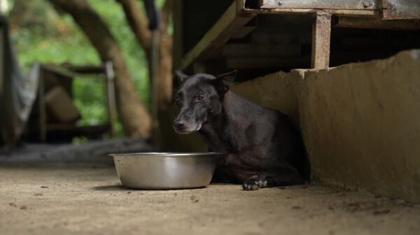 ▲▼幫助3萬浪浪撐過寒冬！台灣動物緊急救援小組集結善心「募捐年夜飯」。（圖／台灣動物緊急救援小組(ARTT)提供））