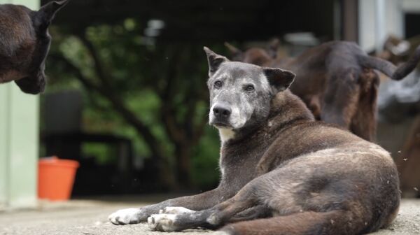 ▲▼幫助3萬浪浪撐過寒冬！台灣動物緊急救援小組集結善心「募捐年夜飯」。（圖／台灣動物緊急救援小組(ARTT)提供））