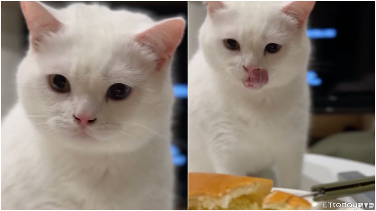 ▲▼異瞳白胖貓被麵包召喚！猛盯3秒忍不住「光速舔嘴」：一口就好。（圖／網友林先生提供，請勿隨意翻拍，以免侵權。）
