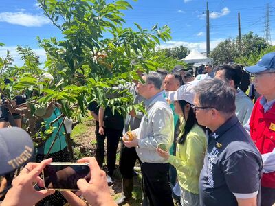 台東鳳梨釋迦「外銷量、價格暴跌」　農業部啟動海外拓銷獎勵