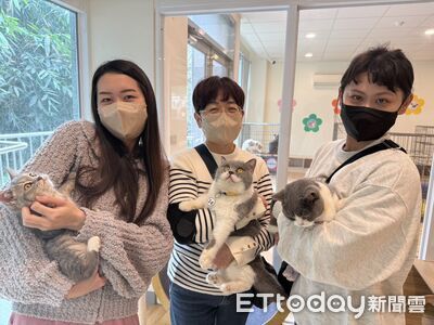 28隻品種貓開放線上登記認養！半數為幼貓...限定嘉義縣民參加