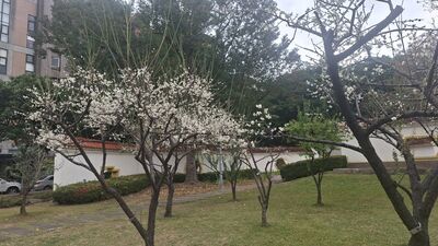 搭捷運就到　士林2公園「梅花盛開」