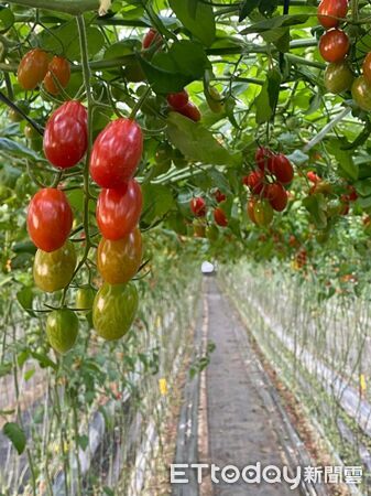 ▲▼  強颱一夜倒、兩月重建好災後工程團隊助攻青農升級強固環控溫室　穩定種出頂級玉女番茄   。（圖／記者翁伊森翻攝）