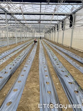 ▲▼  強颱一夜倒、兩月重建好災後工程團隊助攻青農升級強固環控溫室　穩定種出頂級玉女番茄   。（圖／記者翁伊森翻攝）