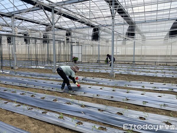 ▲▼  強颱一夜倒、兩月重建好災後工程團隊助攻青農升級強固環控溫室　穩定種出頂級玉女番茄   。（圖／記者翁伊森翻攝）