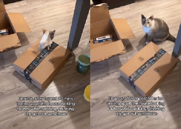 貓咪消失奴才哭爆　翻遍房子「從紙箱鑽出」表情超淡定