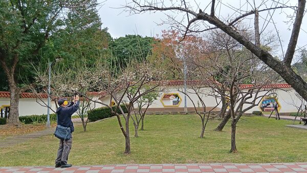 ▲士林官邸公園和志成公園內梅花也陸續盛開，目前花況約4成。（圖／公園處提供）