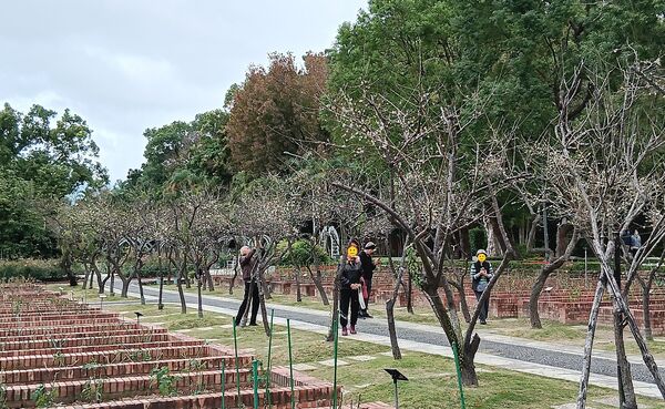 ▲士林官邸公園和志成公園內梅花也陸續盛開，目前花況約4成。（圖／公園處提供）