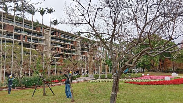 ▲士林官邸公園和志成公園內梅花也陸續盛開，目前花況約4成。（圖／公園處提供）