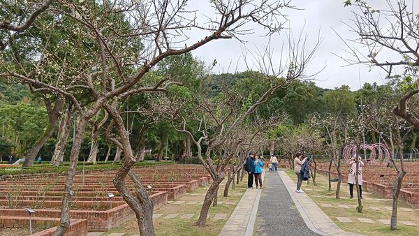 ▲士林官邸公園和志成公園內梅花也陸續盛開，目前花況約4成。（圖／公園處提供）