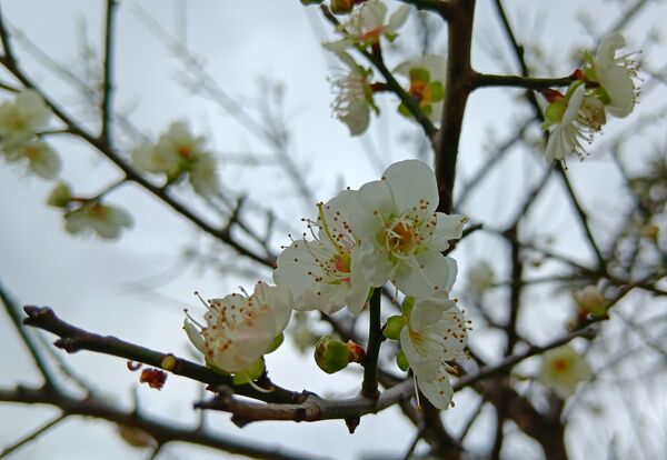 ▲士林官邸公園和志成公園內梅花也陸續盛開，目前花況約4成。（圖／公園處提供）
