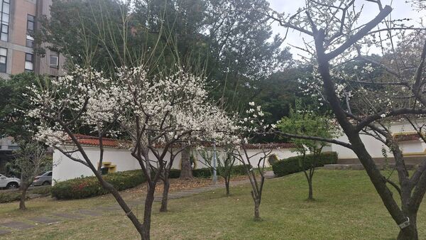 ▲士林官邸公園和志成公園內梅花也陸續盛開，目前花況約4成。（圖／公園處提供）