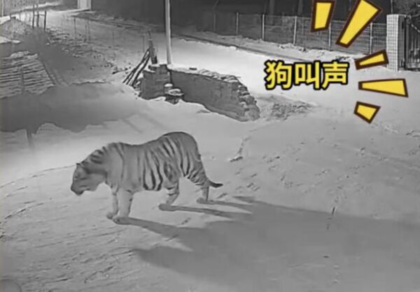 老虎進村叼走愛犬　飼主追蹤腳印「被吃到剩骨骸」