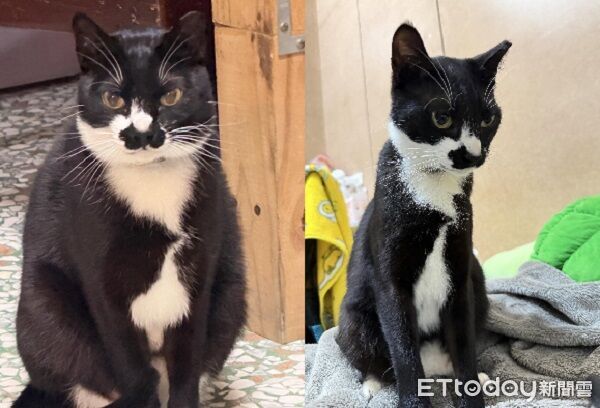 賓士貓「冷到澎風」早晚不同樣　奴才附證據：真的是同一隻