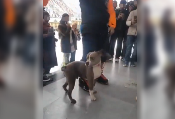 2少年凍死雪地　忠心比特犬「零下守護小主人遺體4天」發抖拒離開