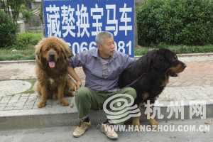 浙江一名男子帶兩隻藏獒坐在公路旁，打出牌子希望能用藏獒換一輛寶馬。(圖／杭州網)