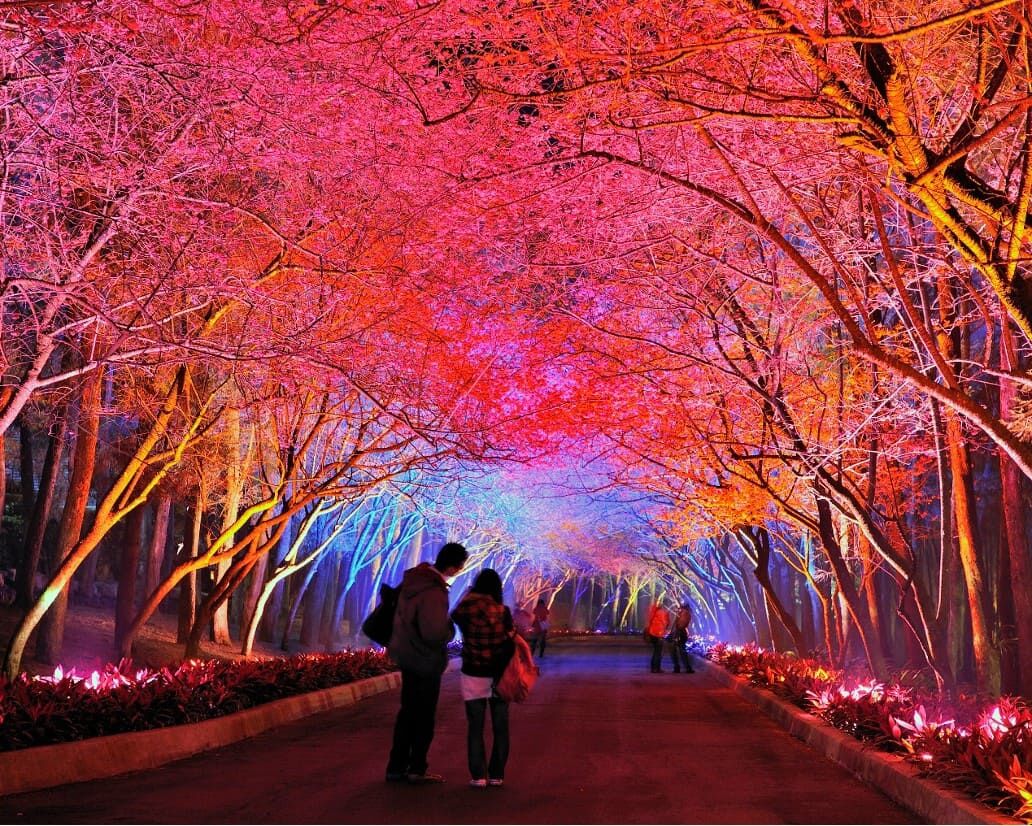 ▲▼九族文化村,春節,過年,櫻花,夜櫻,火舞。（圖／業者提供）