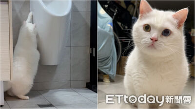 最萌維修工?白貓廁所面壁30秒 突「暴力拆小便斗」