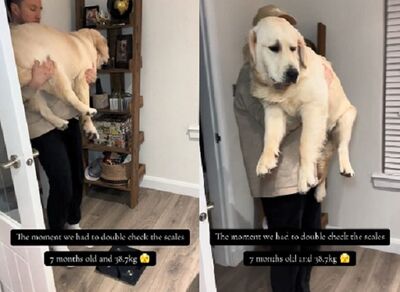 小阿金量體重「快滿39公斤」　剛滿7個月大已經噸位十足