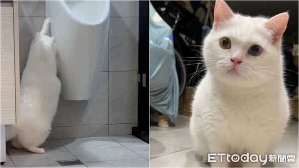 ▲▼最萌維修工？白貓廁所面壁30秒　突「暴力拆小便斗」。（圖／網友林先生提供，請勿隨意翻拍，以免侵權。）