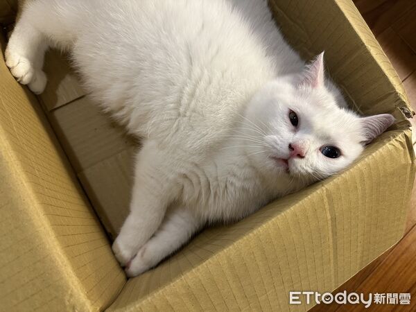 ▲▼最萌維修工？白貓廁所面壁30秒　突「暴力拆小便斗」。（圖／網友林先生提供，請勿隨意翻拍，以免侵權。）