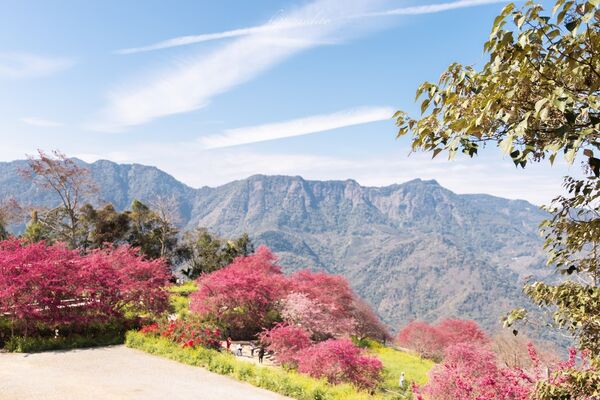 ▲▼阿本農場櫻花園。（圖／部落客黑皮的旅遊筆記授權提供）