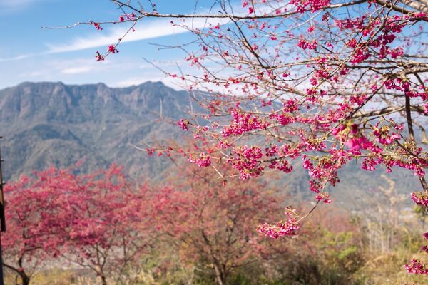▲▼阿本農場櫻花園。（圖／部落客黑皮的旅遊筆記授權提供）