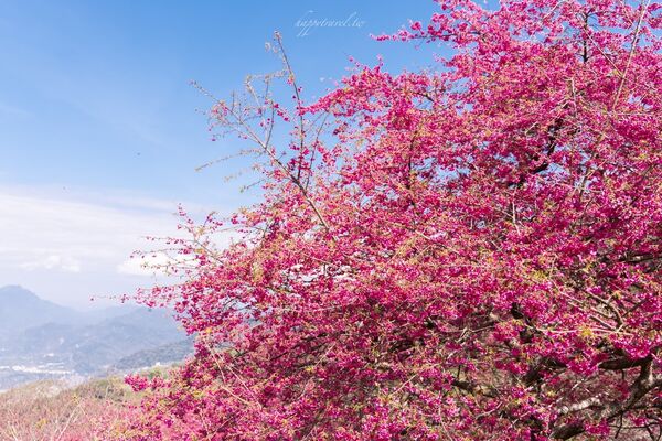 ▲▼阿本農場櫻花園。（圖／部落客黑皮的旅遊筆記授權提供）