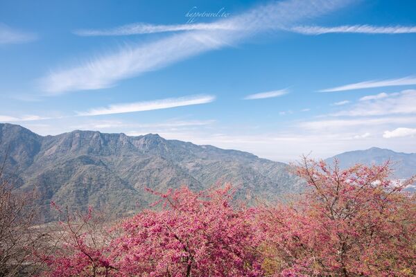 ▲▼阿本農場櫻花園。（圖／部落客黑皮的旅遊筆記授權提供）