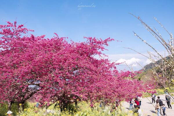 ▲▼阿本農場櫻花園。（圖／部落客黑皮的旅遊筆記授權提供）