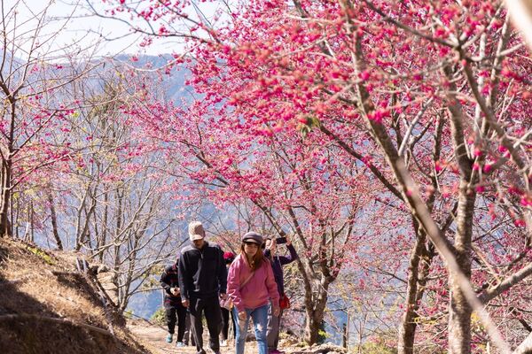▲▼阿本農場櫻花園。（圖／部落客黑皮的旅遊筆記授權提供）
