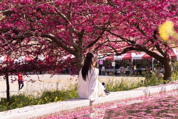 ▲▼阿本農場櫻花園。（圖／部落客黑皮的旅遊筆記授權提供）