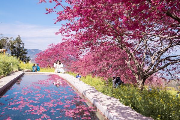 ▲▼阿本農場櫻花園。（圖／部落客黑皮的旅遊筆記授權提供）