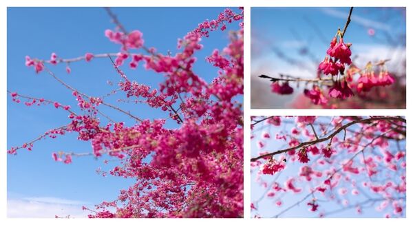 ▲▼阿本農場櫻花園。（圖／部落客黑皮的旅遊筆記授權提供）