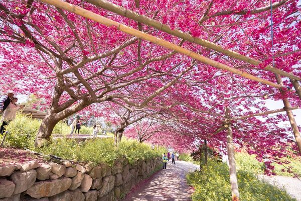 ▲▼阿本農場櫻花園。（圖／部落客黑皮的旅遊筆記授權提供）