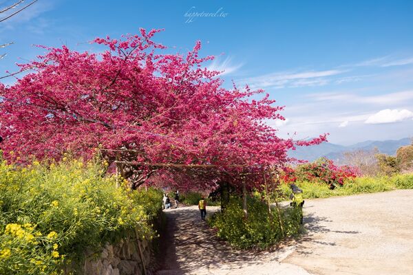▲▼阿本農場櫻花園。（圖／部落客黑皮的旅遊筆記授權提供）