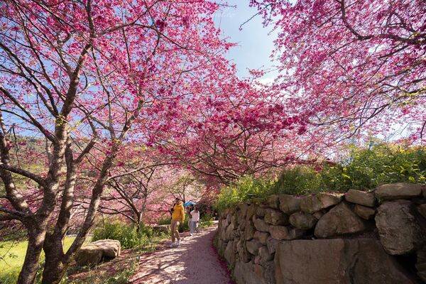 ▲▼阿本農場櫻花園。（圖／部落客黑皮的旅遊筆記授權提供）