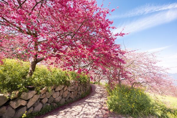 ▲▼阿本農場櫻花園。（圖／部落客黑皮的旅遊筆記授權提供）