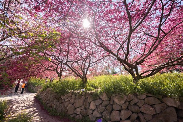 ▲▼阿本農場櫻花園。（圖／部落客黑皮的旅遊筆記授權提供）
