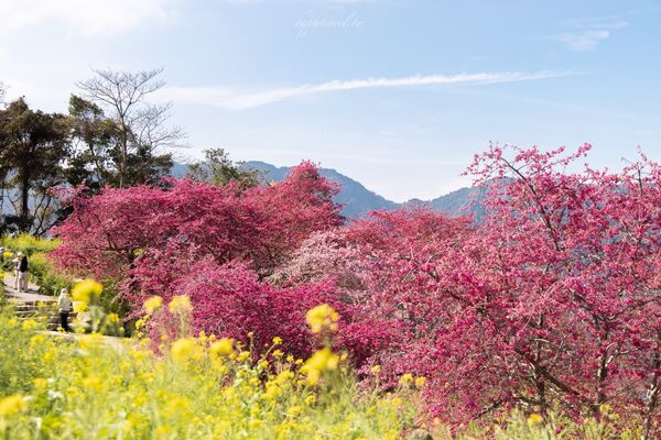 ▲▼阿本農場櫻花園。（圖／部落客黑皮的旅遊筆記授權提供）