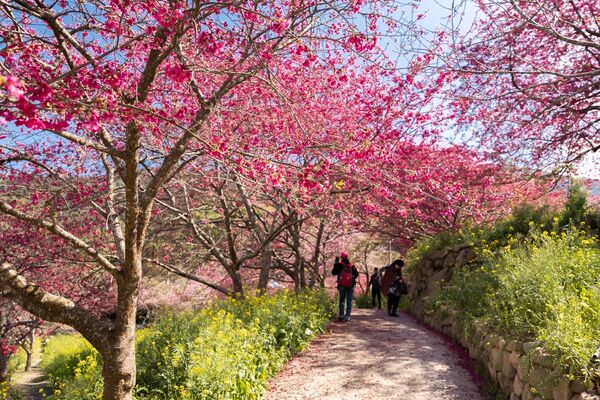 ▲▼阿本農場櫻花園。（圖／部落客黑皮的旅遊筆記授權提供）