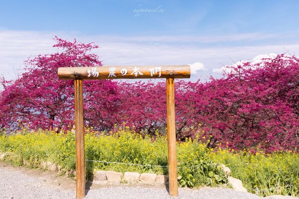 ▲▼阿本農場櫻花園。（圖／部落客黑皮的旅遊筆記授權提供）