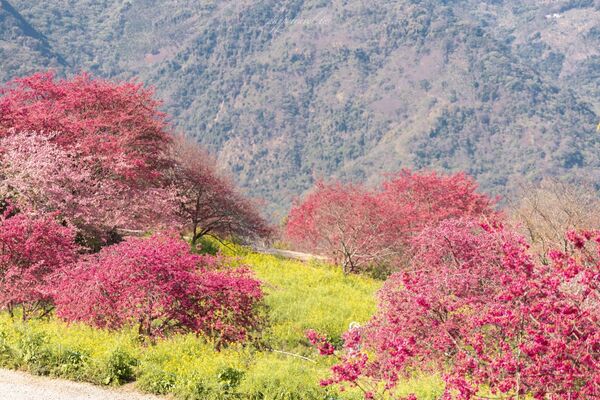 ▲▼阿本農場櫻花園。（圖／部落客黑皮的旅遊筆記授權提供）