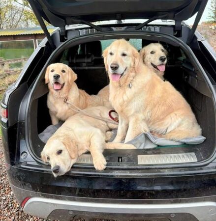 ▲。（圖／翻攝自TikTok／@barkstreetboys_）